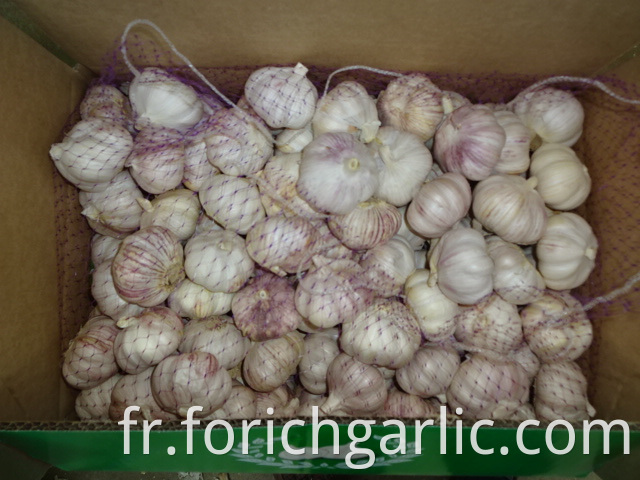 Normal Garlic New Fresh